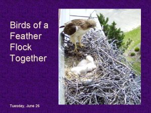 Birds of a Feather Flock Together Tuesday June