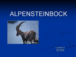 Alpensteinbock steckbrief