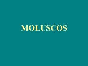 MOLUSCOS GASTRPODOS So moluscos adaptados reptao conhecidos como