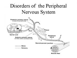 Peripheral nervous system Peripheral nervous system