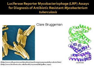 Luciferase Reporter Mycobacteriophage LRP Assays for Diagnosis of