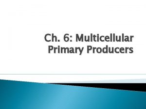 Ch 6 Multicellular Primary Producers Ch 6 Multicellular