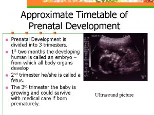 Approximate Timetable of Prenatal Development n n Prenatal