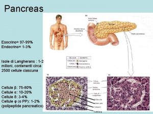Pancreas Esocrino 97 99 Endocrino 1 3 Isole