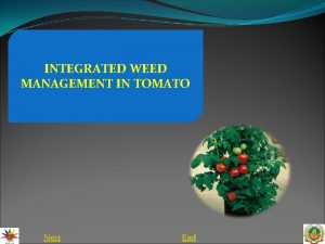 INTEGRATED WEED MANAGEMENT IN TOMATO Next End Introduction