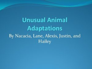 Unusual animal adaptations