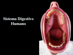 Sistema Digestivo Humano El Sistema Digestivo es el