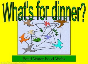 Pond water food web