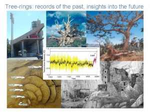 Tree ring fire scar