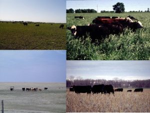 The Environment Its impact on forage quality and