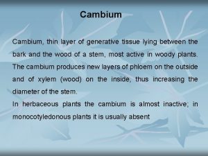 Cambium tissue