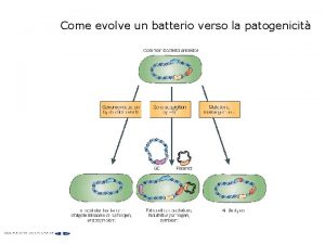 Come evolve un batterio verso la patogenicit Il