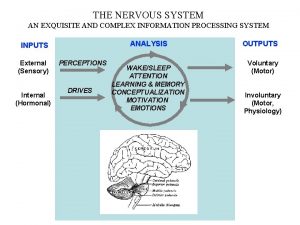 THE NERVOUS SYSTEM AN EXQUISITE AND COMPLEX INFORMATION