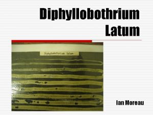 Diphyllobothrium latum morphology