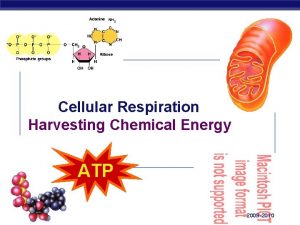 Cellular Respiration Harvesting Chemical Energy ATP Regents Biology