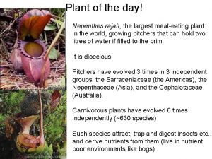 Plant of the day Nepenthes rajah the largest