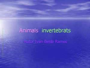 Animals invertebrats Autor Ivan Belda Ramos Invertebrats Porfers