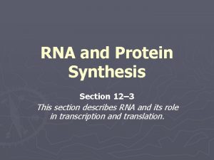 Section 12 3 rna and protein synthesis