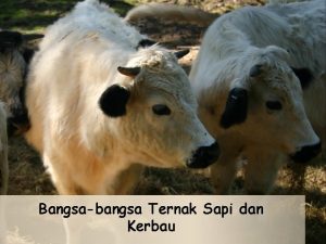 Bangsabangsa Ternak Sapi dan Kerbau Kelompok I Lukman