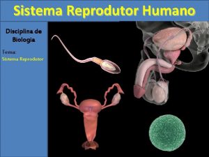 Ciclo reprodutivo humano