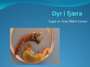 Dyr i fjra Laget av Arne Sklett Larsen