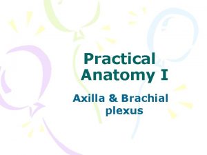 Plexus brachial