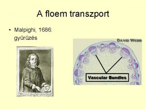A floem transzport Malpighi 1686 gyrzs A floem