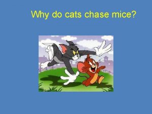 Why do cats chase mice LO To demonstrate