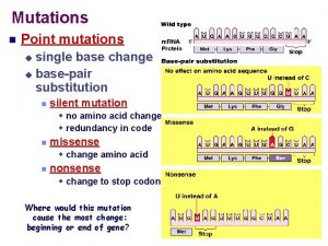 Mutations Point mutations single base change basepair substitution