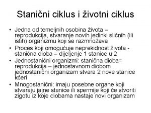 Stanini