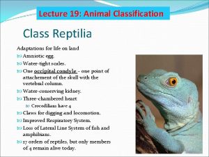 Lecture 19 Animal Classification Class Reptilia Adaptations for