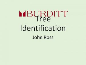 Tree Identification John Ross Tree Identification ISA Certified
