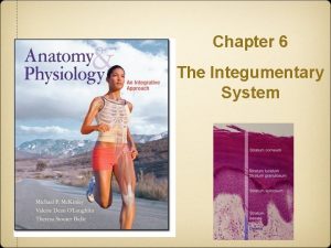 Chapter 6 The Integumentary System Integumentary System The