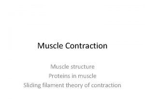 Muscle Contraction Muscle structure Proteins in muscle Sliding