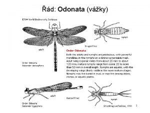 d Odonata vky 1 Pohyb Imaga Kdla bu