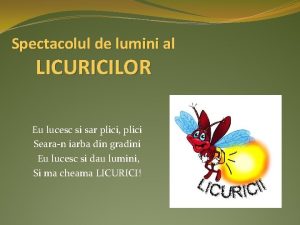 Cum arata licurici