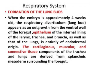 Lung bud formation