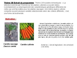 Comparaison carotte sauvage et cultivée