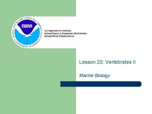 Lesson 20 Vertebrates II Marine Biology Vertebrates Animals
