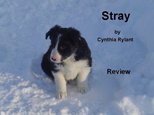 Stray by cynthia rylant summary