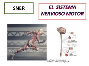 SNER EL SISTEMA NERVIOSO MOTOR Dra Mayppe Gonzlez