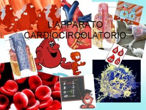 LAPPARATO CARDIOCIRCOLATORIO Lapparato cardiocircolatorio formato dal sangue dai