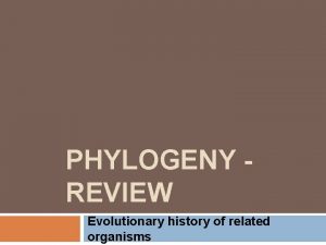 PHYLOGENY REVIEW Evolutionary history of related organisms Distinguishing