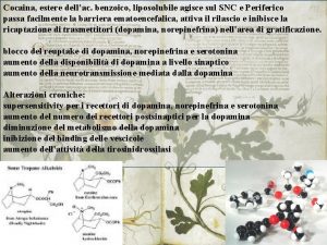 Cocaina estere dellac benzoico liposolubile agisce sul SNC