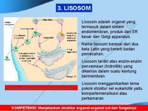 3 LISOSOM Lisosom adalah organel yang termasuk dalam