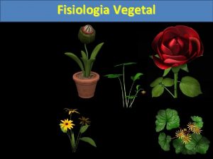 Fisiologia Vegetal Fisiologia Vegetal Nutrio Vegetal I Elementos