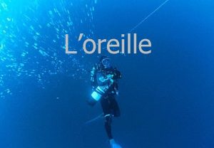 Loreille Rle de loreille Loreille est lorgane le