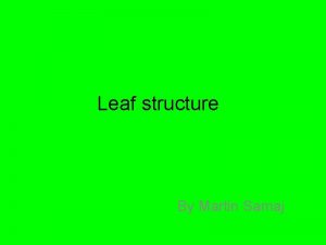 Leaf structure By Martin Samaj Leaf basics Above