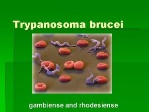 Trypanosoma brucei gambiense and rhodesiense Profile 3 subspecies