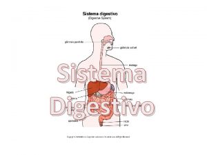 Sistema digestivo proceso